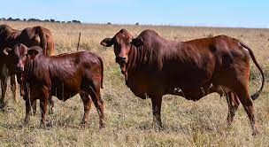 Beef cattle at Kingeero farm