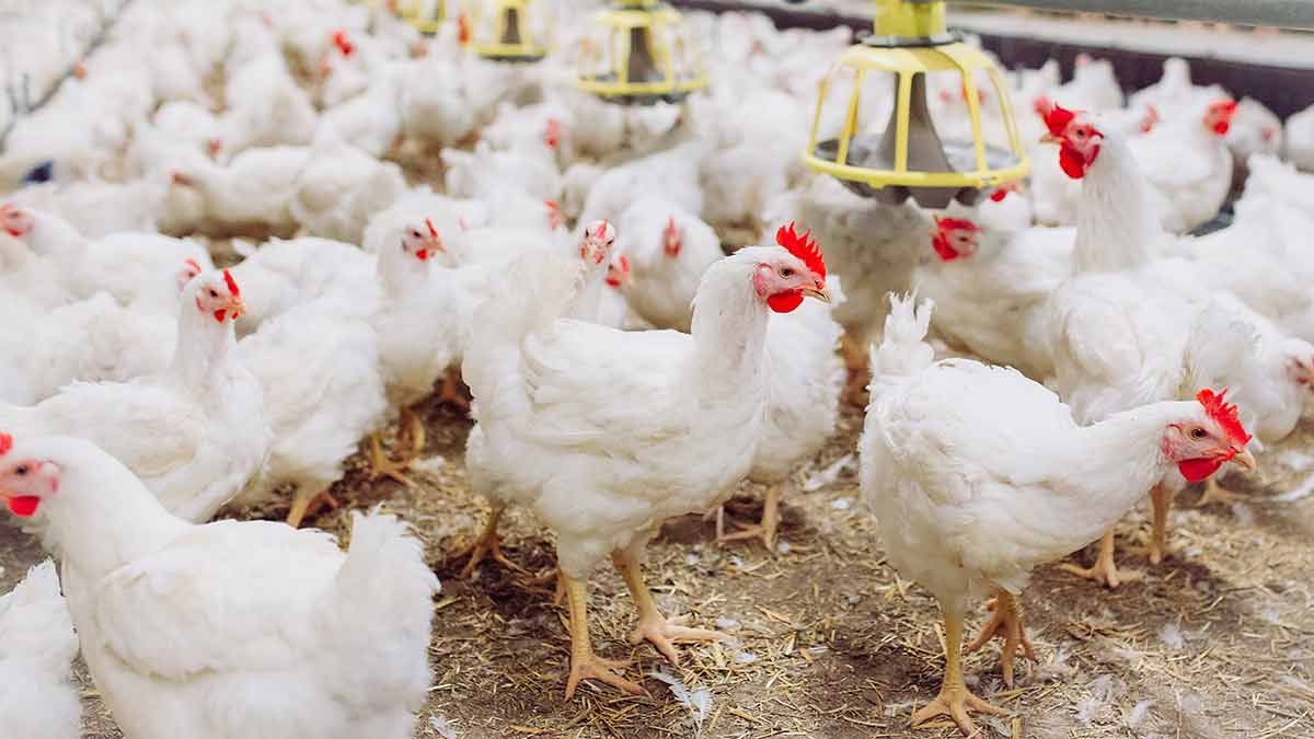 Healthy white broiler chickens on a farm