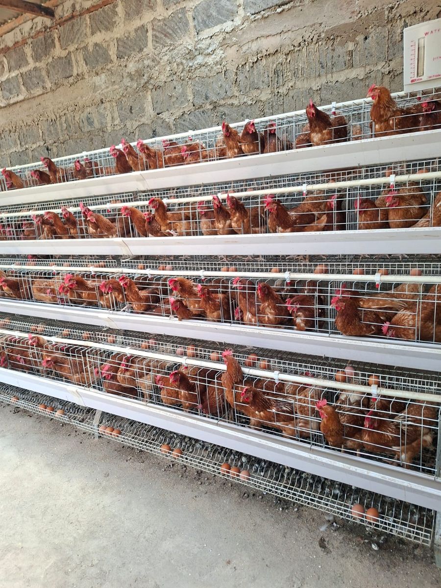 Rows of multi-tier laying cages