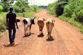 Livestock being walked along a farm road