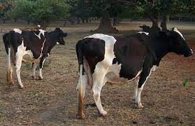 Dairy herd at Kiambaa Intensive farm