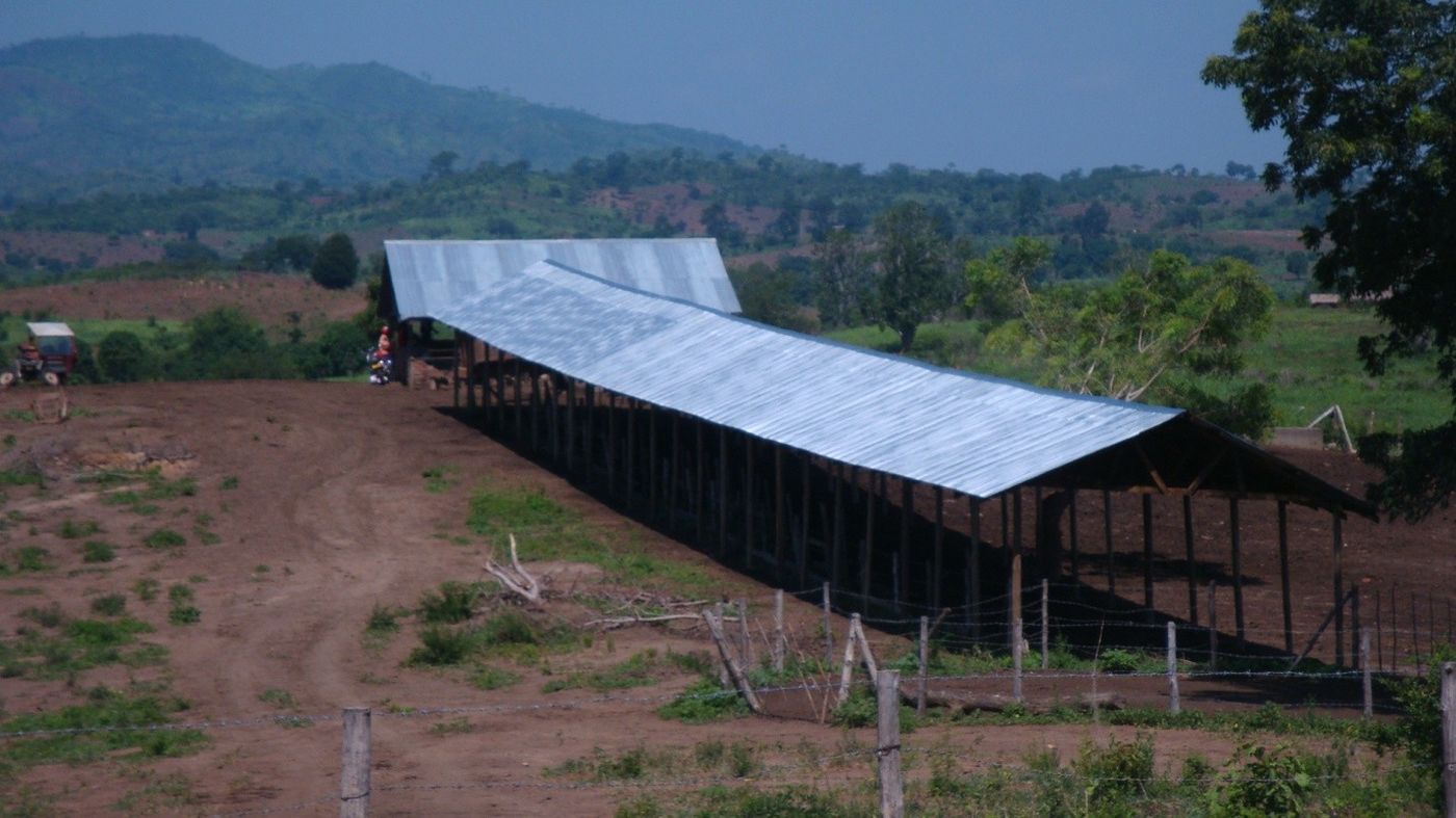 Open shed feedlot for beef cattle under construction at Kingeero farm