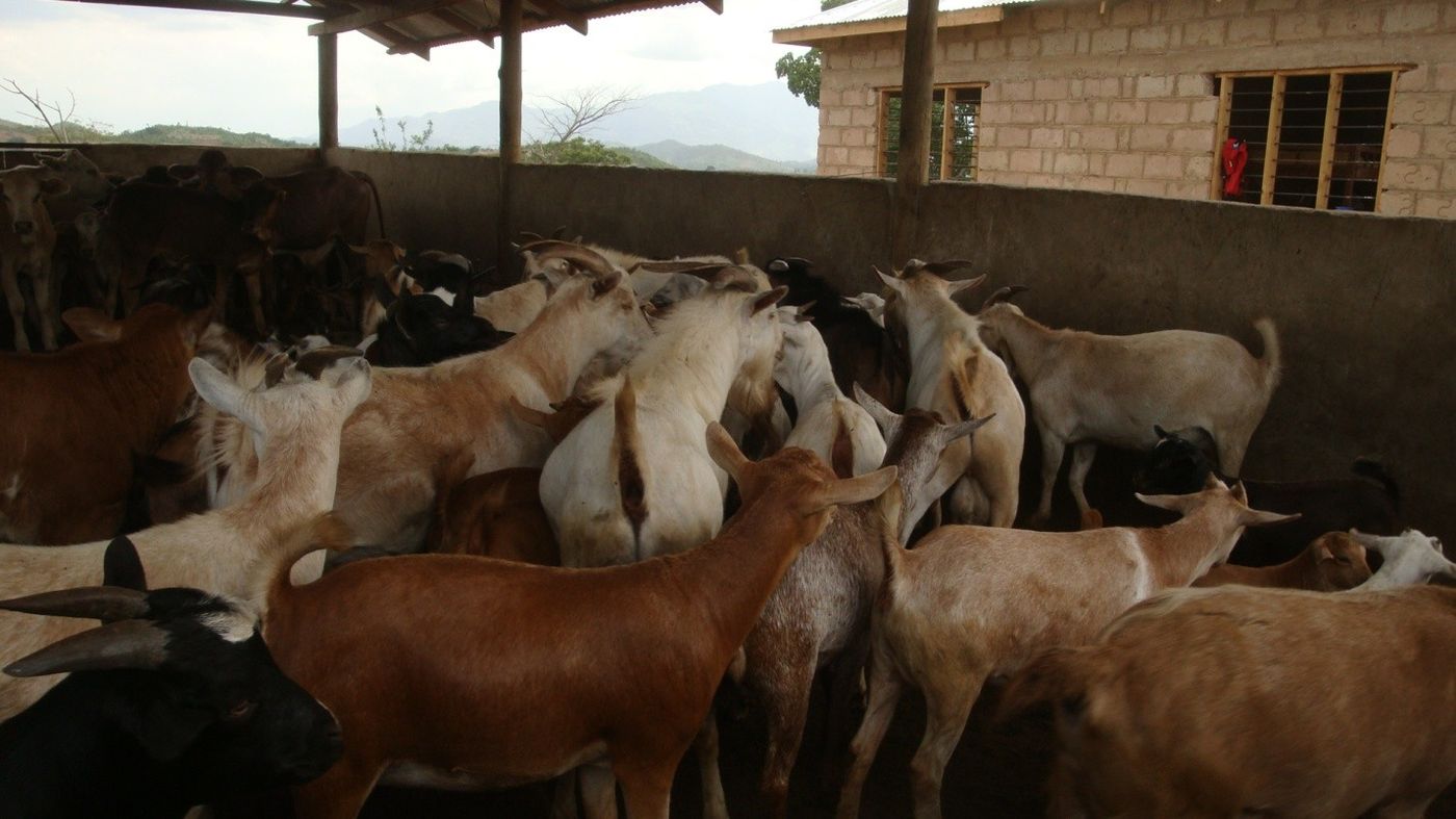 Goats in a pen at Kingeero farm