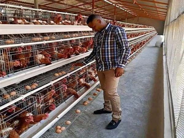 Farmer inspecting laying hens along a layer house walkway