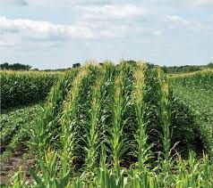 Improved maize crop